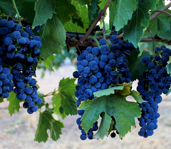 Craneford grapes